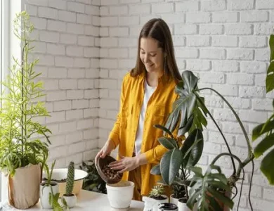 Apps para cuidar da saúde da sua planta