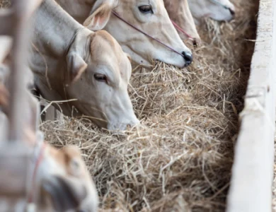 Pesar gado e animais: Aplicativos gratuitos!